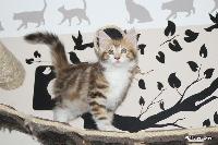 galleries/kittens/357/1.jpg