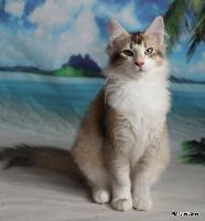 galleries/kittens/359/2.jpg