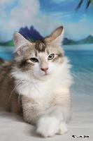 galleries/kittens/359/3.jpg