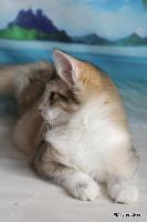 galleries/kittens/359/4.jpg