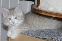 galleries/kittens/361/3.jpg