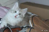 galleries/kittens/361/5.jpg