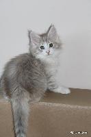 galleries/kittens/361/6.jpg