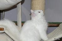 galleries/kittens/366/6.jpg