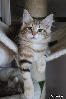 galleries/kittens/403/2.jpg