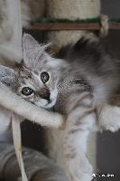 galleries/kittens/413/2.jpg