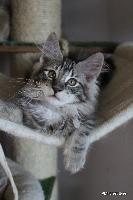 galleries/kittens/415/1.jpg