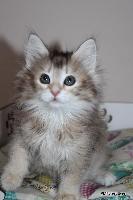galleries/kittens/449/1.jpg
