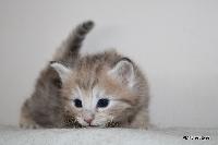 galleries/kittens/452/2.jpg