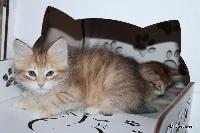 galleries/kittens/453/2.jpg