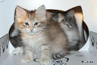 galleries/kittens/453/4.jpg