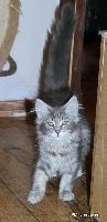 galleries/kittens/455/4.jpg