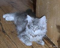 galleries/kittens/455/6.jpg