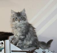 galleries/kittens/456/4.jpg