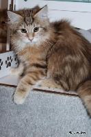 galleries/kittens/457/1.jpg