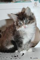 galleries/kittens/464/1.jpg