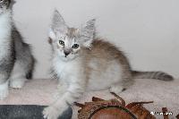 galleries/kittens/465/4.jpg