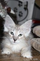 galleries/kittens/465/6.jpg