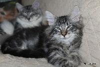 galleries/kittens/469/2.jpg