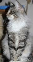 galleries/kittens/474/2.jpg