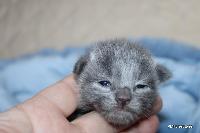 galleries/kittens/481/2.jpg