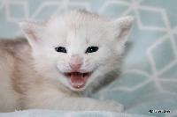 galleries/kittens/489/3.jpg