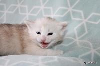 galleries/kittens/489/5.jpg