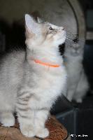 galleries/kittens/494/2.jpg