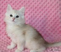galleries/kittens/497/1.jpg