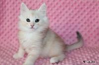 galleries/kittens/497/2.jpg