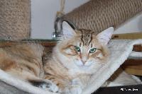 galleries/kittens/501/13.jpg