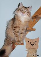 galleries/kittens/503/3.jpg