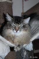 galleries/kittens/505/6.jpg
