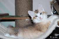 galleries/kittens/506/4.jpg
