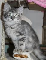 galleries/kittens/517/1.jpg