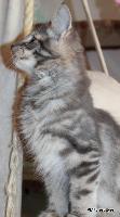 galleries/kittens/517/2.jpg