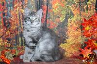 galleries/kittens/517/3.jpg