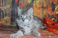 galleries/kittens/517/4.jpg