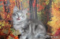galleries/kittens/518/1.jpg
