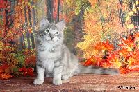 galleries/kittens/518/2.jpg