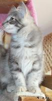 galleries/kittens/518/3.jpg