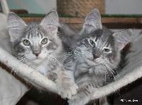galleries/kittens/518/4.jpg