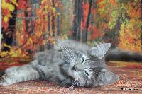 galleries/kittens/519/1.jpg