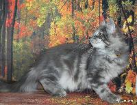 galleries/kittens/519/2.jpg