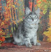galleries/kittens/519/3.jpg