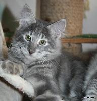galleries/kittens/519/4.jpg