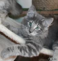galleries/kittens/520/1.jpg