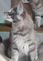 galleries/kittens/520/2.jpg