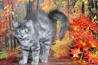 galleries/kittens/520/3.jpg