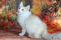 galleries/kittens/521/1.jpg
